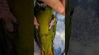 한스마카우 앵무새