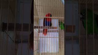 뉴기니아, 쟈딘, 회색앵무  #parrot #앵무새 #…