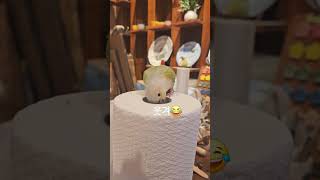 웃겨 나비_#birds #parrot #앵무새 #나비