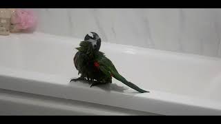 공서연(앵무새)한스마카우.뽐이 분무기 목욕.2020.12.25