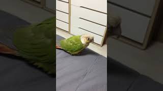 아장아장 걷는 소망이(코뉴어)