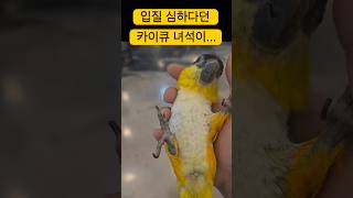 입질 심한 카이큐 앵무새가...