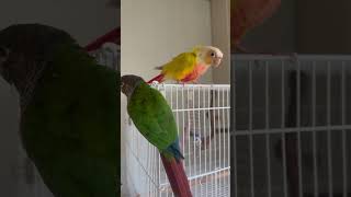 코뉴어 애정하는사이  #앵무새 #아끼는사이 #코뉴어 #…