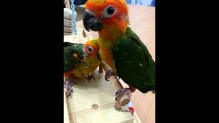 잠시 떨어져 지냈던 썬코뉴어