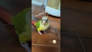#안녕 #말하는앵무새 #샤이니 #생후3개월 #코뉴어앵무새 #파인애플코뉴어