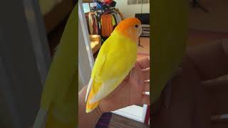 ❤️ #모란앵무새 #parrot