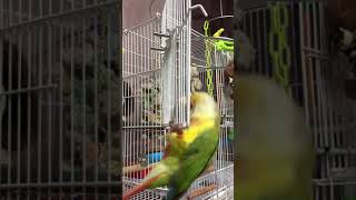 혼자서도 잘 노는 소망이(코뉴어)