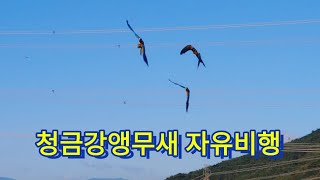 청금강앵무새 세마리 자유비행