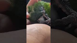 앵무새.한스마카우.뽀미2024.8.1