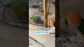솔라볼 노리는 초코 #parrot #birds #birdslover #앵무새 #피어니스 #카이큐