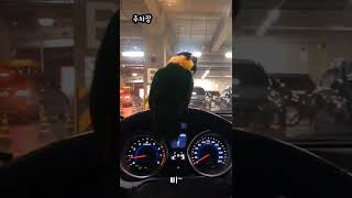 자동차 안에서 앵무새는? #shorts #parrot …