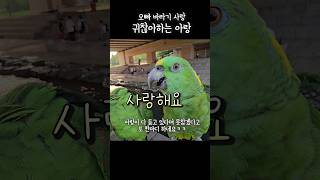 오빠바라기는 늘 사랑한데! #아랑이 #아마존앵무새 #a…