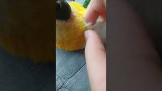 검은 머리 카이큐