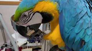 청금강앵무새 편백나무 한조각 부수기