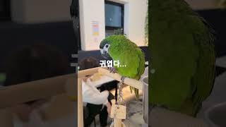 앵무새 카페에서 처음보는 한스마카우!!
