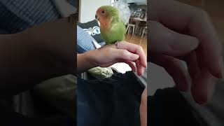 콩이♡ #cute #diy #cat #handmade #design #반려동물 #루티노퀘이커 #song #parrot #동물키우기