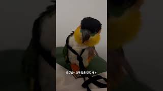 우래기 학교가요❣️ #반려조#앵무새#반려동물 #카이큐앵…