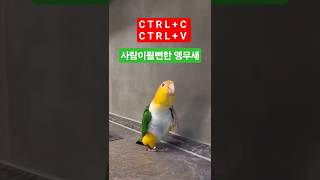 “앵무새가 우리 대화 다 듣고 있었다는 사실… 무섭지만…