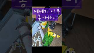 카이큐앵무새 째째가 남친꼬꼬를 만남