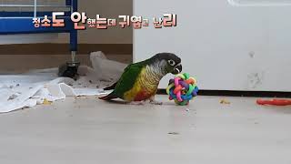 앵무새 애기의 깜찍한 사생활♡