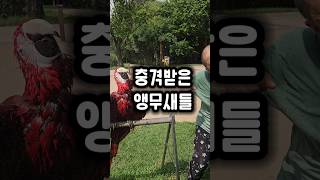 아빠의 돌발행동에 단체로 충격을 받은 앵무새들 #앵무새 #더위먹음