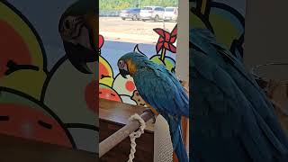 [청금강] 실물 영접 #parrot #청금강앵무새