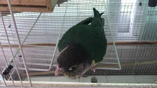 코뉴어 첫째 까딱까딱