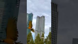 서울숲에서 나무에서 놀고 있는 앵무새가 주인이 나타나자…