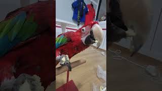 사과젤좋아하는 우리맥쓰 #앵무새#금강앵무#홍금강#앵무살…