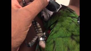 This is Kiwi, the severe macaw…