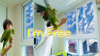 창문 밖으로 앵무새를 날리면 돌아올까? 앵무새 프리플라…