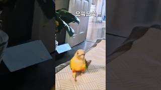엄마 찾아 날아온 배추~멋지다#앵무새 #parrot #…