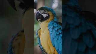 금강앵무새, 마카우, Parrots, Macaws 3,…