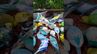 This Amazon bird toy is SO COO…