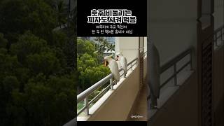 한 두번 먹어본게 아닌거같은데ㅋㅋ#앵무새 #코카투 #피자 #웃긴 #귀여운 #재밌는 #비둘기 #cute #adorable #funny #parrot #pizza #australia