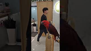 말 잘하는 앵무새 발견~! 앵무새카페는 사랑이지~ #앵…