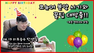 [앵무새키우기] 코뉴어 분양 적정시기와 꿀팁 대방출!!…