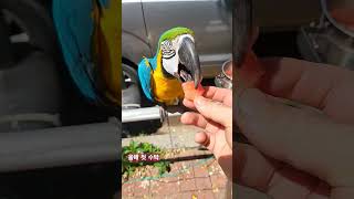 청풍이랑 올해 첫 수박먹기 #청금강앵무새 #수박사랑