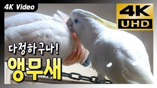 [4K Video] 사랑스러운 앵무새들 Love…