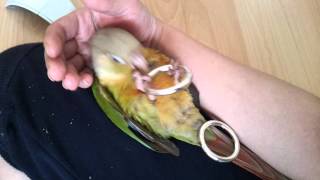 시나몬코뉴어 누워서 링잡고 춤추기~