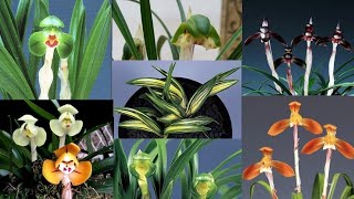 10월16일 일요일 귀한 품종들 10분 준비했습니다