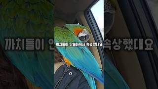 까치들과 놀고싶어 다가갔다가 상처받은 앵무새의 반응 #윙스패밀리 #왕크왕귀 #할리퀸마카우마르코