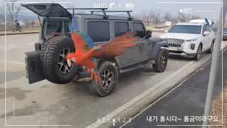 마카우 홍금강 홍시비행영상