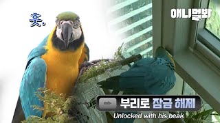 맨날 창문 부리로 잠금해제하고 가출을 일삼던 비행청새년.. 대반전 ㅣHow A Super Smart Parrot Overcomes Puberty