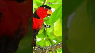 Discover the Vibrant World of Electus Parrots! #shorts #viralshorts #birds #parrots