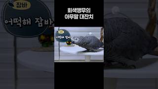 앵무새의 아무말 대잔치  회색앵무 잠바