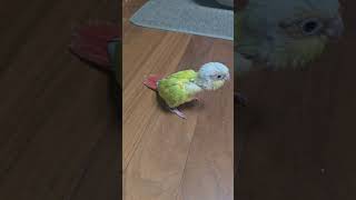 썬칙코뉴어 #앵무새분양 #코뉴어앵무#인천개냥새