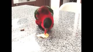 향수 바르는 촐홍이