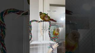 코뉴어 앵무새 짝짓기장면 둘다 수컷#앵무새#코뉴어#짝짓…