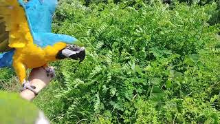 [앵무새 자유비행] Parrot FreeFlight 청…